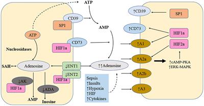 The immunomodulatory function of adenosine in sepsis
